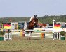 Springpferd Pricetag (Deutsches Reitpony, 2013, von Prince Charming 17)