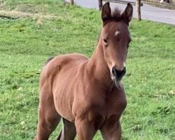 Pferd Cafe's Chiona (Oldenburger, 2020, von Cafe au lait 2)