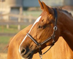 dressage horse Ciara (Westfale, 2005, from Coriando)