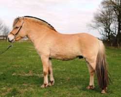 horse Joenne Fjord (Fjord Horse, 2009, from Jonathan)