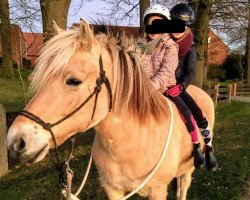 horse Justus (Fjord Horse, 2012, from Jonathan)