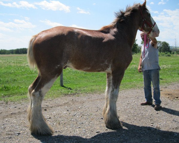 Pferd Westerdale Nelson (Clydesdale, 2009, von Boat Legend Jubilee)