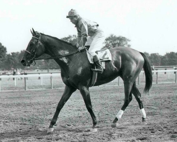 stallion Bimelech xx (Thoroughbred, 1937, from Black Toney xx)