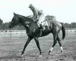 stallion Bimelech xx (Thoroughbred, 1937, from Black Toney xx)