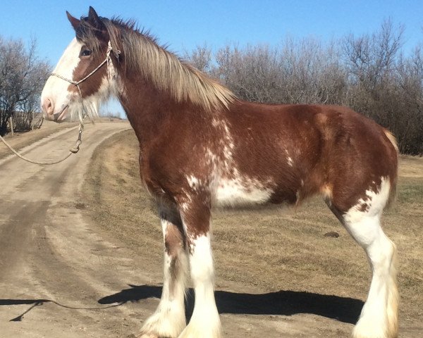 broodmare Hill Topper Lady's Diane (Clydesdale, 2013, from Westerdale Nelson)