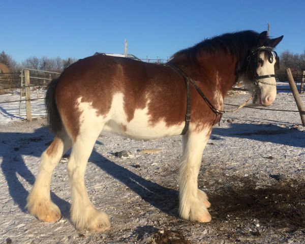 broodmare Brelee Princess Elaine (Clydesdale, 2008, from Lynden Manor Sir Lorenzo)