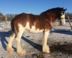 Zuchtstute Brelee Princess Elaine (Clydesdale, 2008, von Lynden Manor Sir Lorenzo)