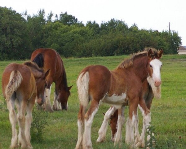 broodmare Hill Topper Elaine's Nora (Clydesdale, 2013, from Hill Topper Blaze)