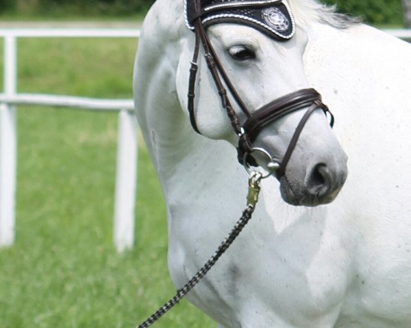 broodmare Adlantus Akira (Hanoverian, 2004, from Adlantus As)