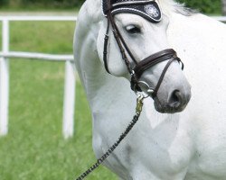 broodmare Adlantus Akira (Hanoverian, 2004, from Adlantus As)