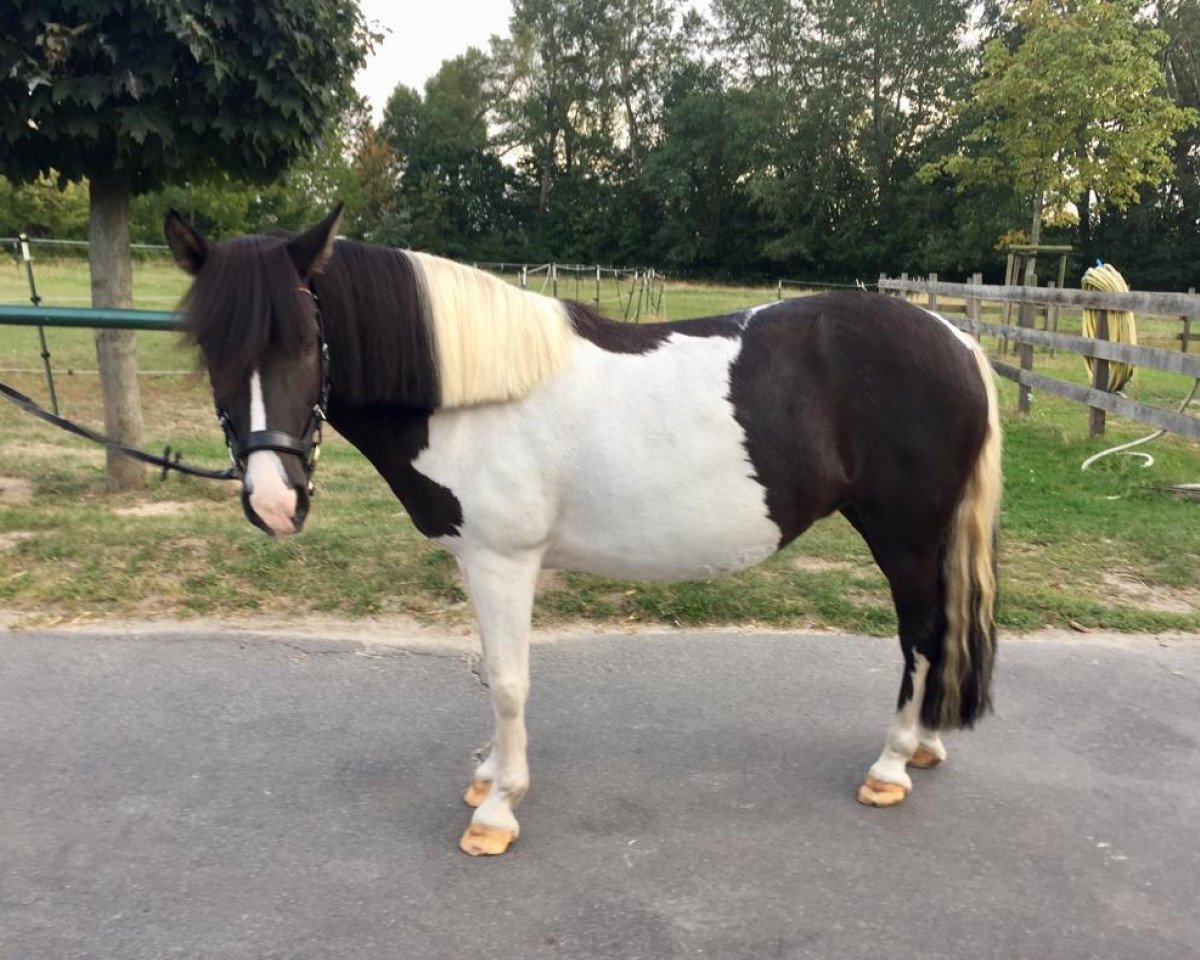 dressage horse Paula (German Riding Pony, 2012)