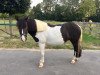 dressage horse Paula (German Riding Pony, 2012)