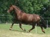 broodmare Lucie (Knabstrupper, 1993, from Lyn KNN 77)