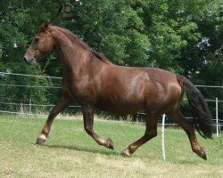 broodmare Lucie (Knabstrupper, 1993, from Lyn KNN 77)