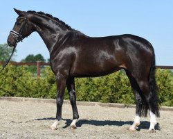 dressage horse Da Vinci Code 9 (Oldenburg, 2014, from Dante Weltino Old)