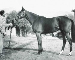 broodmare Gamely xx (Thoroughbred, 1964, from Bold Ruler xx)