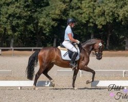 dressage horse Simply Joy 3 (German Riding Pony, 2014, from Don Mour)