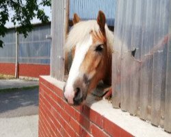 horse Avicii (Haflinger, 2016, from Amagedon 14)