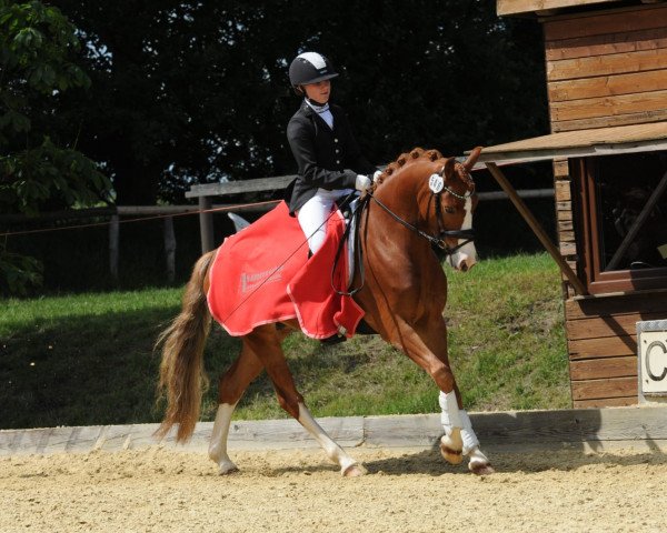 dressage horse Terbofens Quantus (German Riding Pony, 2013, from Quaterback's Junior)