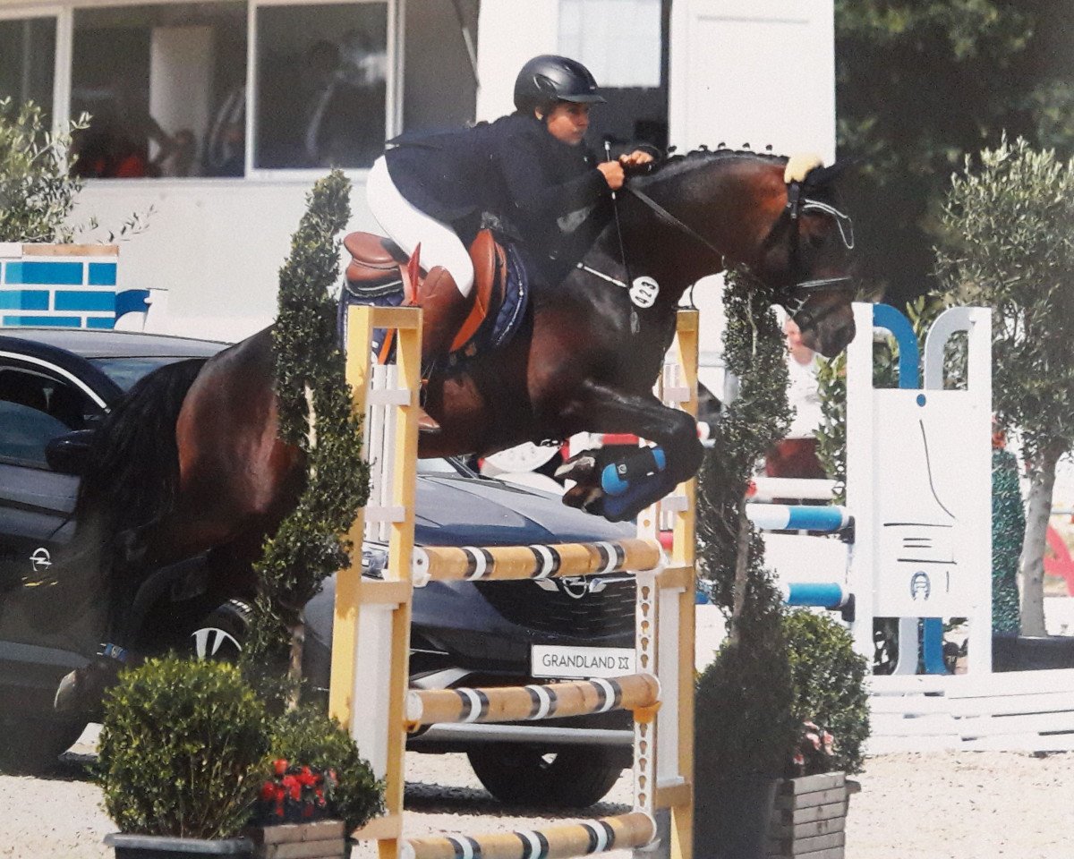 Deckhengst For Christmas 2 (Deutsches Reitpony, 2013, von For Next Generation)
