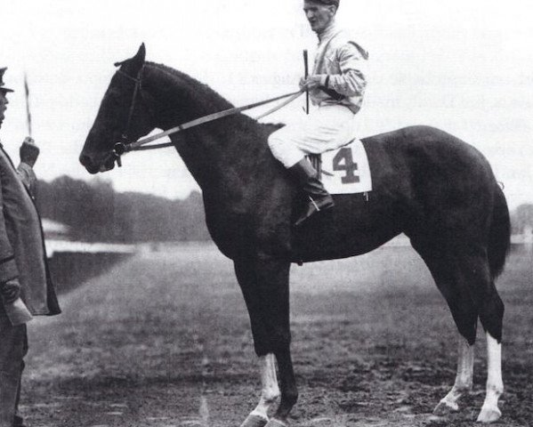stallion Upset xx (Thoroughbred, 1917, from Whisk Broom xx)