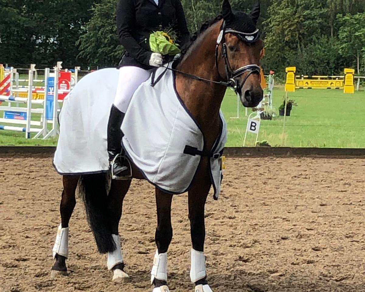 stallion Holsteins Darling (German Riding Pony, 2009, from Fs Disagio)