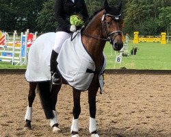 stallion Holsteins Darling (German Riding Pony, 2009, from Fs Disagio)