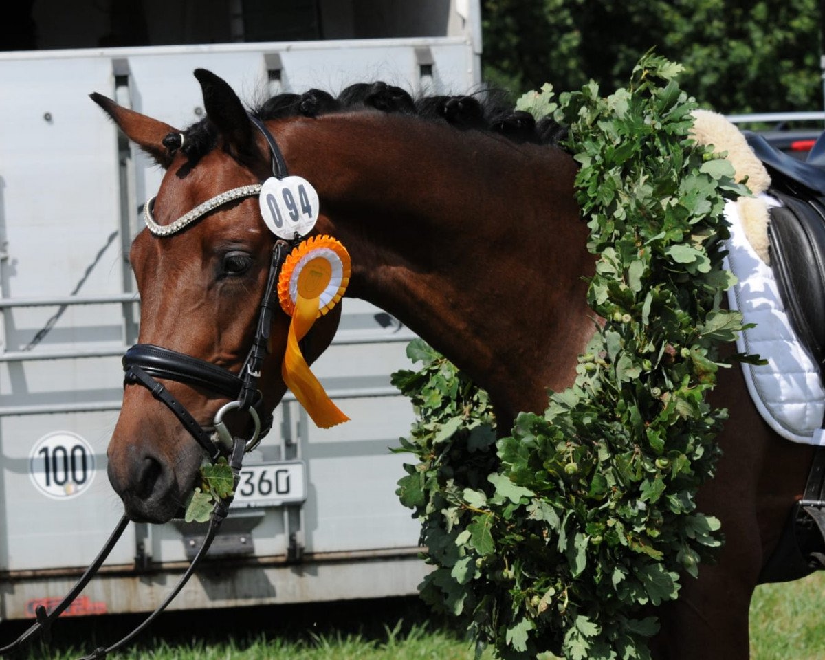 Dressurpferd Chagall Jm (Deutsches Reitpony, 2016, von Calido G)