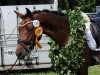 dressage horse Chagall Jm (German Riding Pony, 2016, from Calido G)