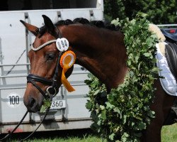 dressage horse Chagall Jm (German Riding Pony, 2016, from Calido G)