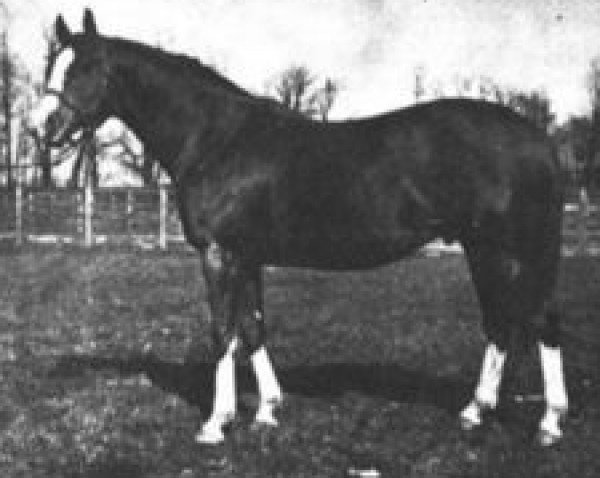 stallion Golden Broom xx (Thoroughbred, 1917, from Sweeper II xx)