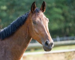 jumper Gretha M (Hanoverian, 2015, from Goldfever 3)