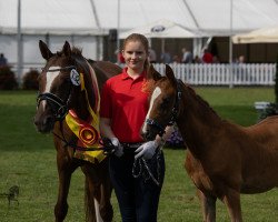 dressage horse Dr. Date PP WE (German Riding Pony, 2019, from Dating AT NRW)