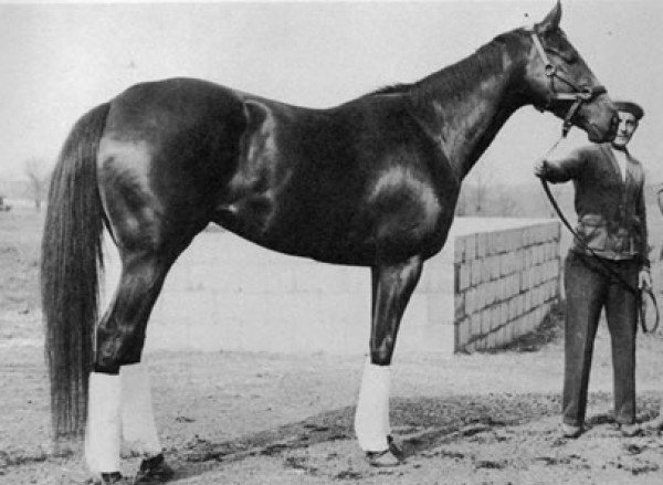 broodmare Bewitch xx (Thoroughbred, 1945, from Bull Lea xx)