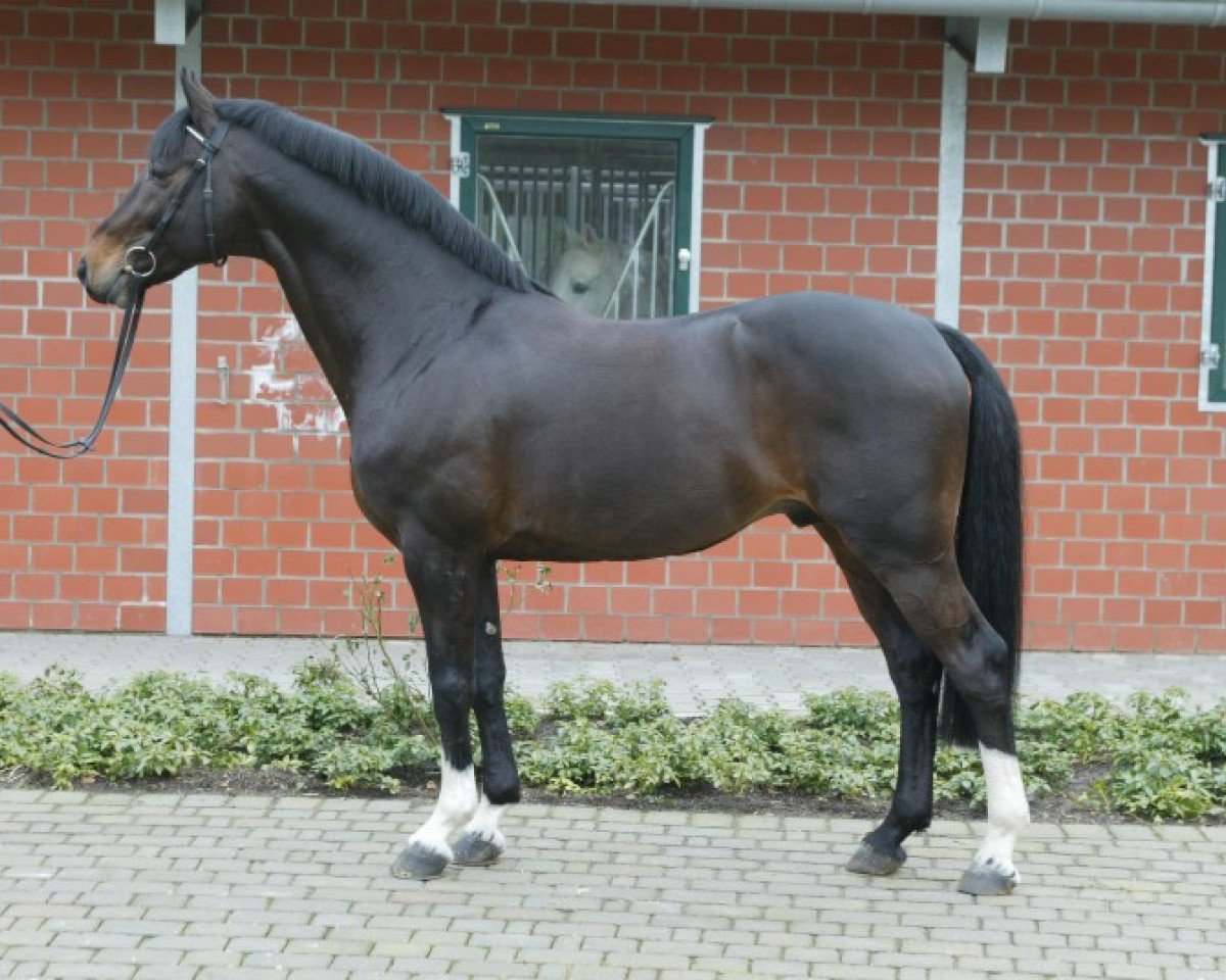 Deckhengst Cordobes II (Holsteiner, 1996, von Contender)