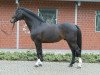 stallion Cordobes II (Holsteiner, 1996, from Contender)