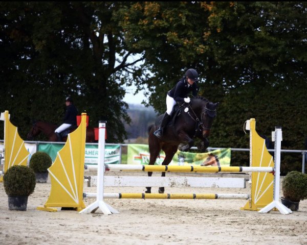 jumper Cassis (German Riding Pony, 2006, from Cobold Es)