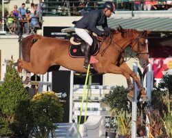 jumper Franciene (KWPN (Royal Dutch Sporthorse), 2010, from Bacardi VDL)