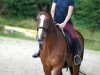 dressage horse Choocoo (Danish Warmblood, 2001, from Carpaccio)