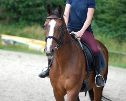 dressage horse Choocoo (Danish Warmblood, 2001, from Carpaccio)