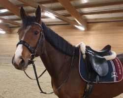 horse Murry N (Hungarian Warmblood, 2013, from Acorn)