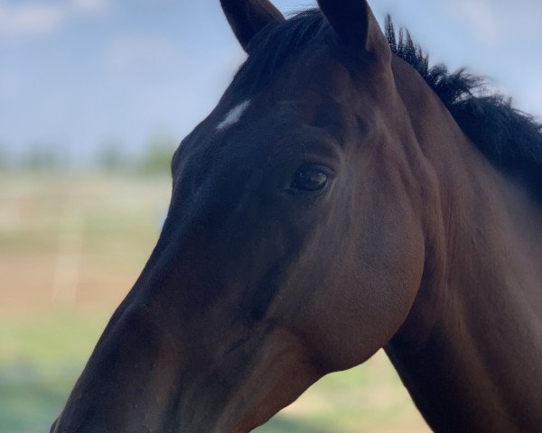 horse Delmonico (Bavarian, 2013, from Desirao xx)