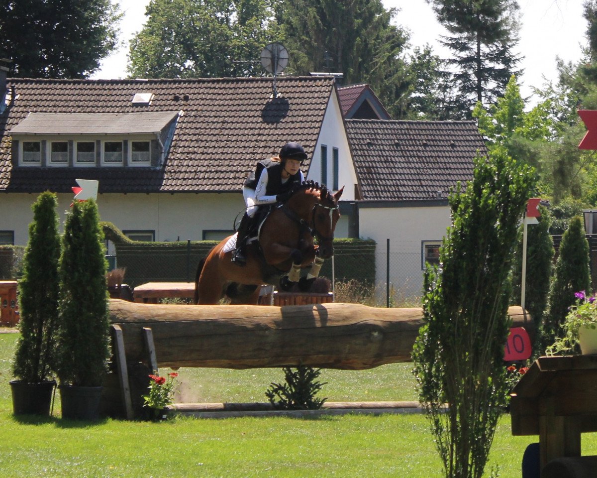 Springpferd Nelly L (Deutsches Reitpony, 2008, von Nibelungenheld)