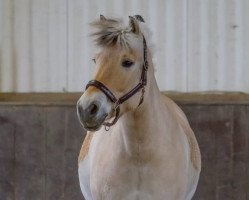 horse Jarne (Fjord Horse, 2007, from Jonathan)