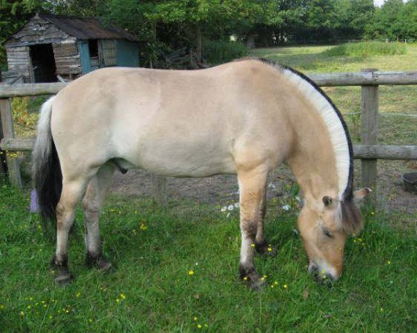 Pferd Hauke (Fjordpferd, 1997, von Hendryk)