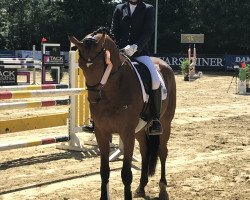 dressage horse G-Star 19 (Hanoverian, 2015, from Gandhi)