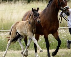 dressage horse Avanti SK (German Riding Pony, 2019, from A kind of Magic 5)