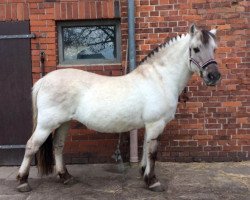 broodmare Jacana (Fjord Horse, 1993, from Hallodri)