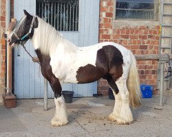 Pferd Mr. Pommeroy (Tinker / Irish Cob / Gypsy Vanner, 2010, von Unbekannt Tinker)