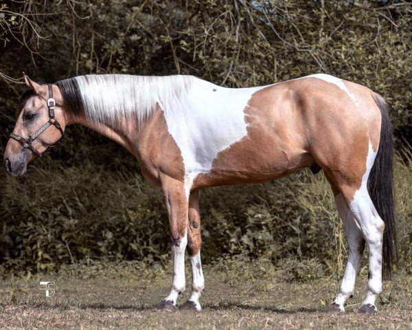 Pferd BPR Crystal Taffybear (Paint Horse, 2013)